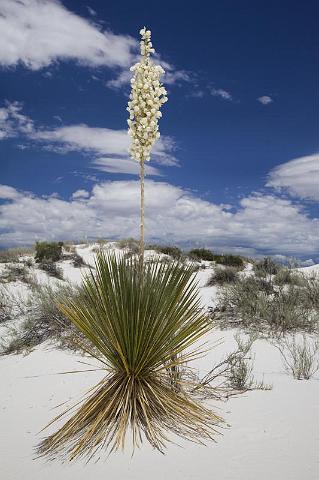 068 White Sands National Monument.jpg
